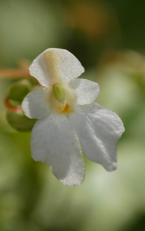 Image of Impatiens brachycentra specimen.