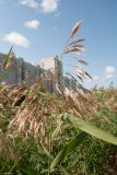 Phragmites australis