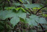 Humulus lupulus