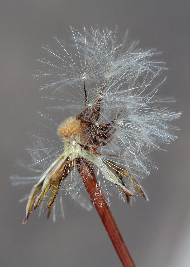 Image of Urospermum picroides specimen.