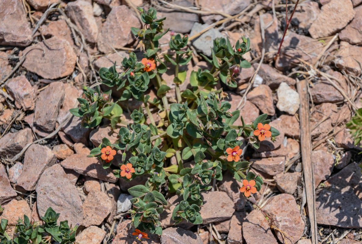 Изображение особи Anagallis arvensis.