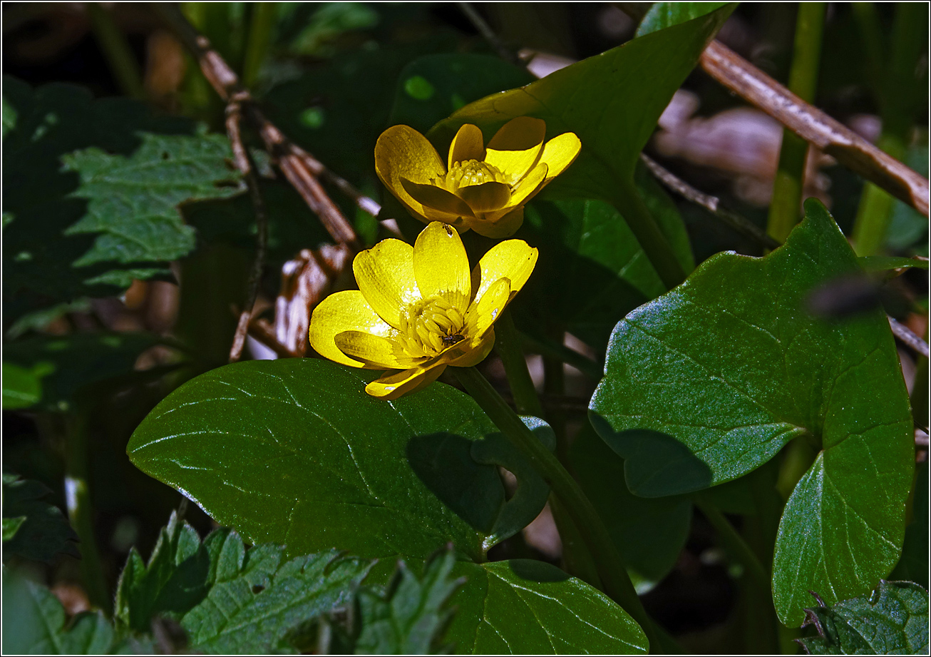 Image of Ficaria verna specimen.