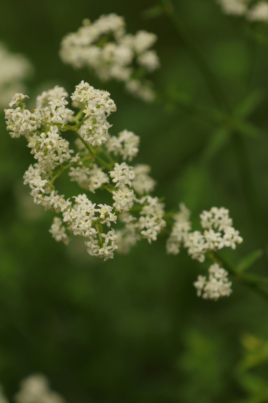 Изображение особи Galium boreale.