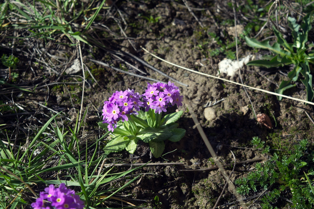 Image of genus Primula specimen.