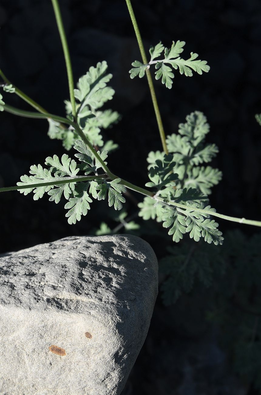 Image of Pyrethrum demetrii specimen.