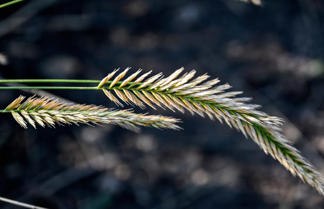 Image of Agropyron pectinatum specimen.