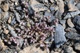 Polygonum molliiforme. Бутонизирующее растение. Таджикистан, Горно-Бадахшанская автономная обл., Рушанский р-н, хр. Музкол, Сарезское оз., Усойский завал, скопление мелкозёма среди крупноглыбового обломочного материала. 27 июня 2024 г.