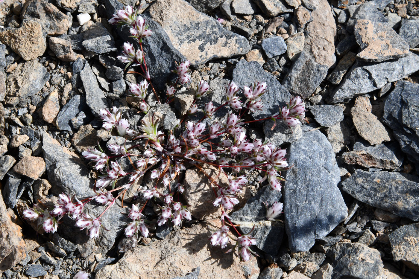 Изображение особи Polygonum molliiforme.