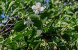 Philadelphus coronarius. Верхушка ветви с цветущим и отцветшим соцветиями. Ярославская обл., г. Ярославль, в культуре. 02.07.2024.