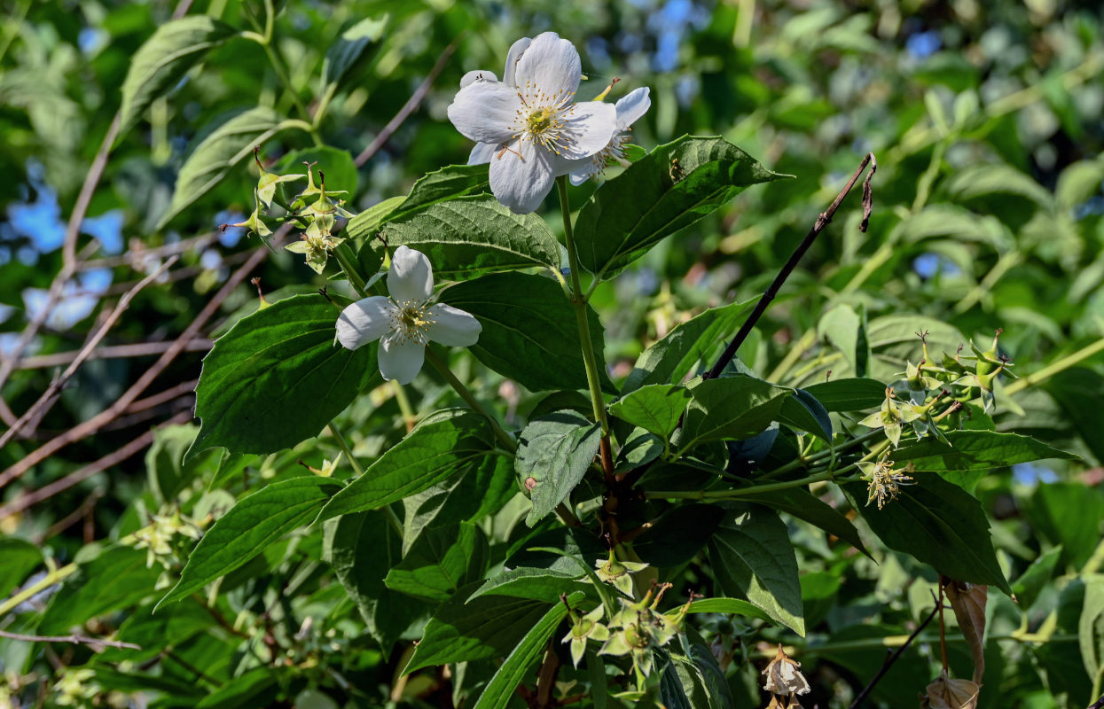 Image of Philadelphus coronarius specimen.