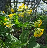 Primula macrocalyx. Цветущие растения. Крым, гора Агармыш. 14.04.2024.