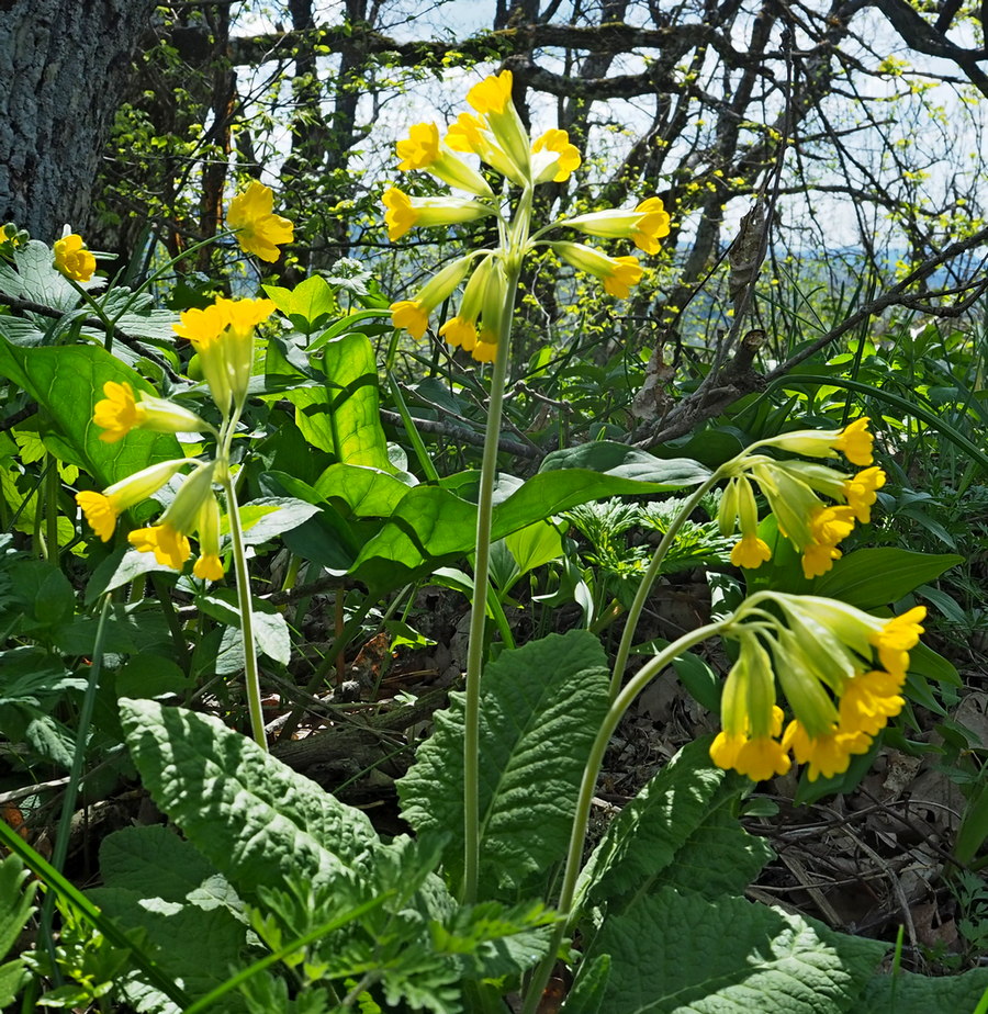 Изображение особи Primula macrocalyx.