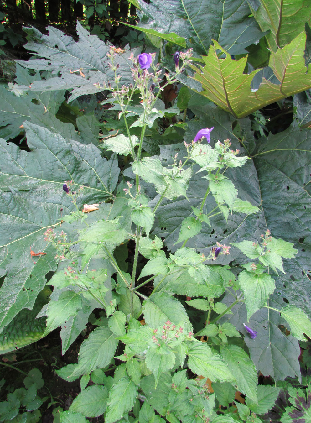 Image of Strobilanthes atropurpurea specimen.