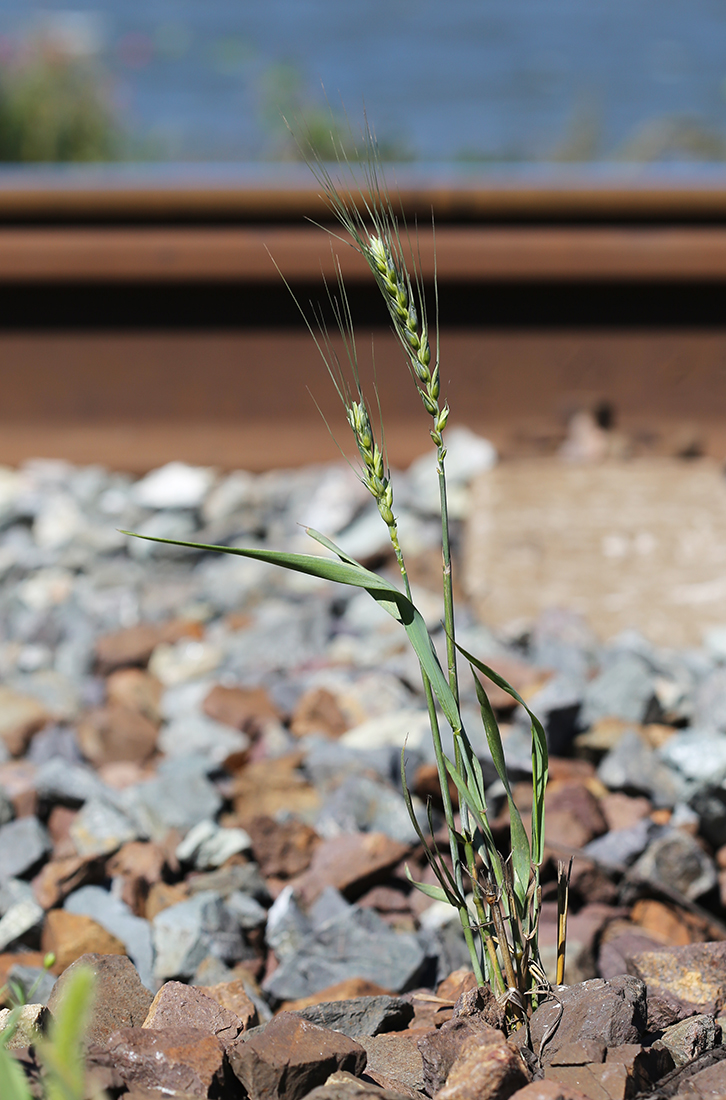 Image of Triticum aestivum specimen.