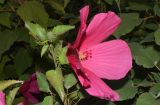 Hibiscus moscheutos. Верхушка побега с бутонами и цветком. Узбекистан, г. Ташкент, Юнусабадский р-н, парковая зона, в культуре. 18.09.2024.