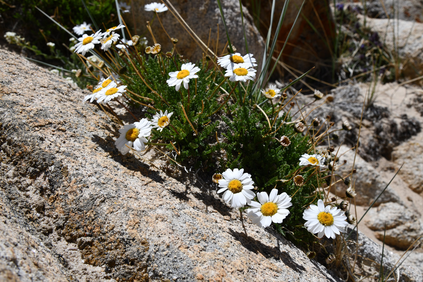 Image of Richteria pyrethroides specimen.