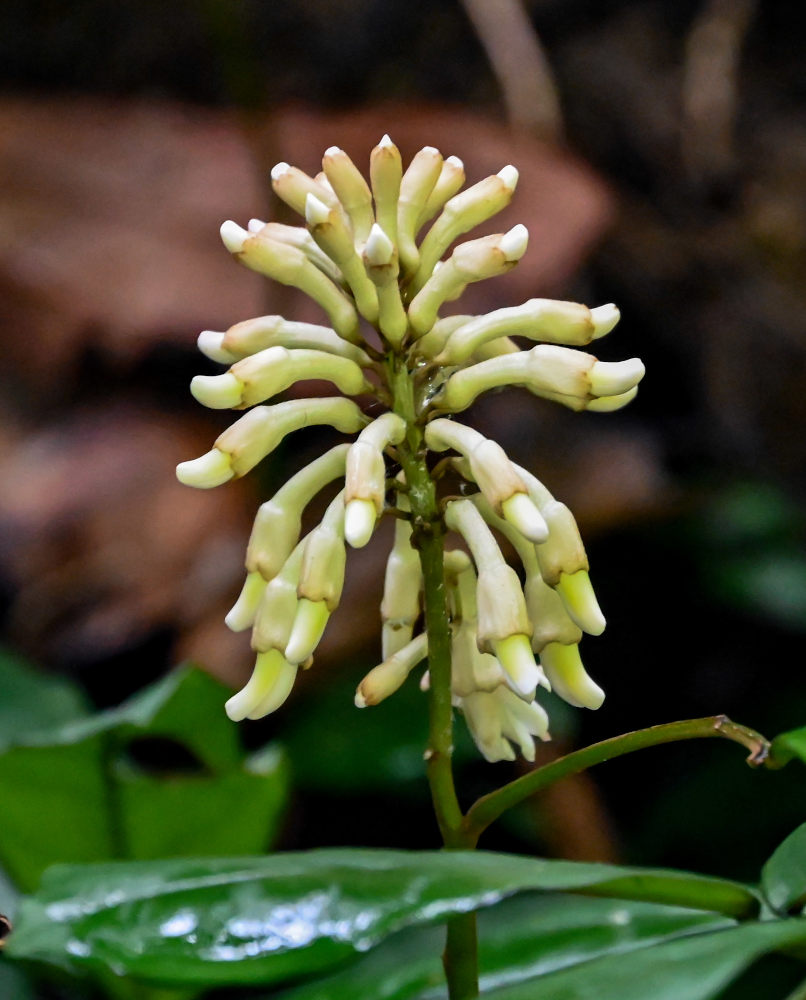 Image of familia Fabaceae specimen.