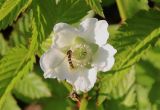 Rubus illecebrosus