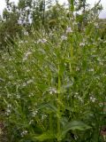 Veronica anagallis-aquatica