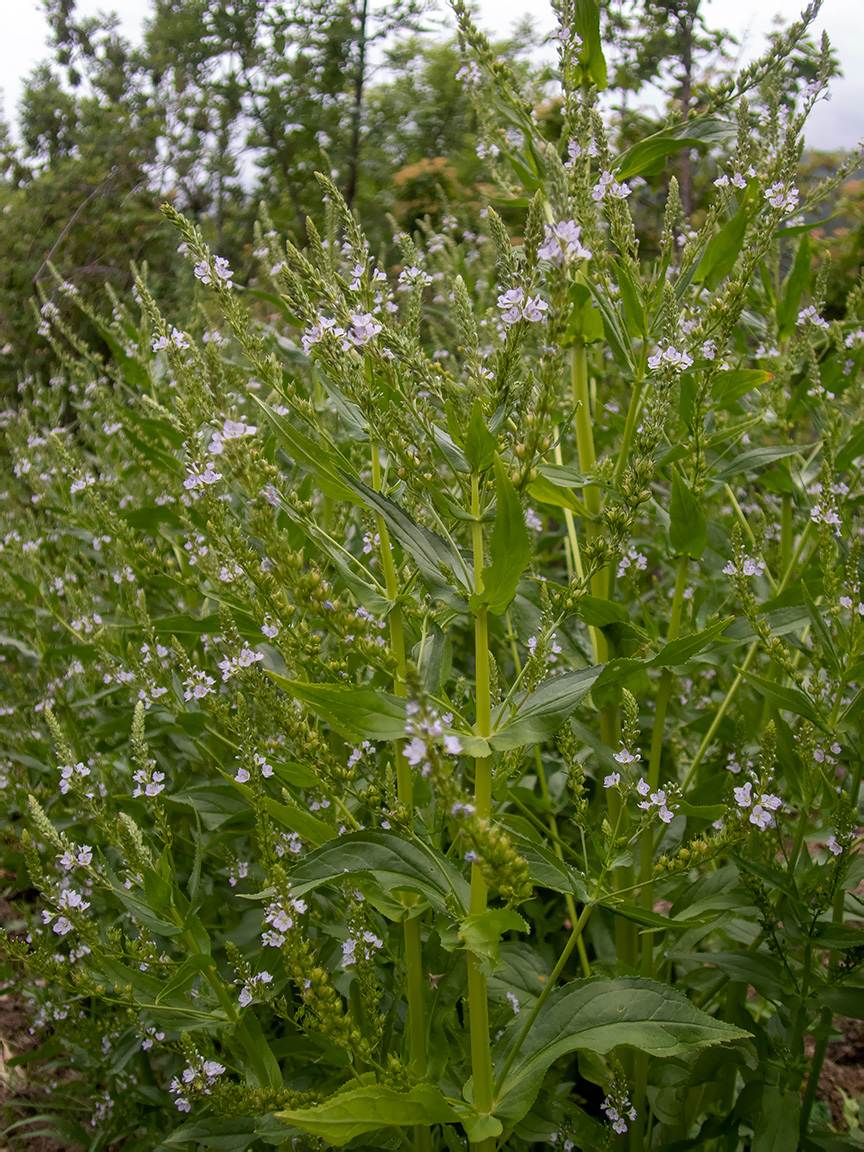 Image of Veronica anagallis-aquatica specimen.