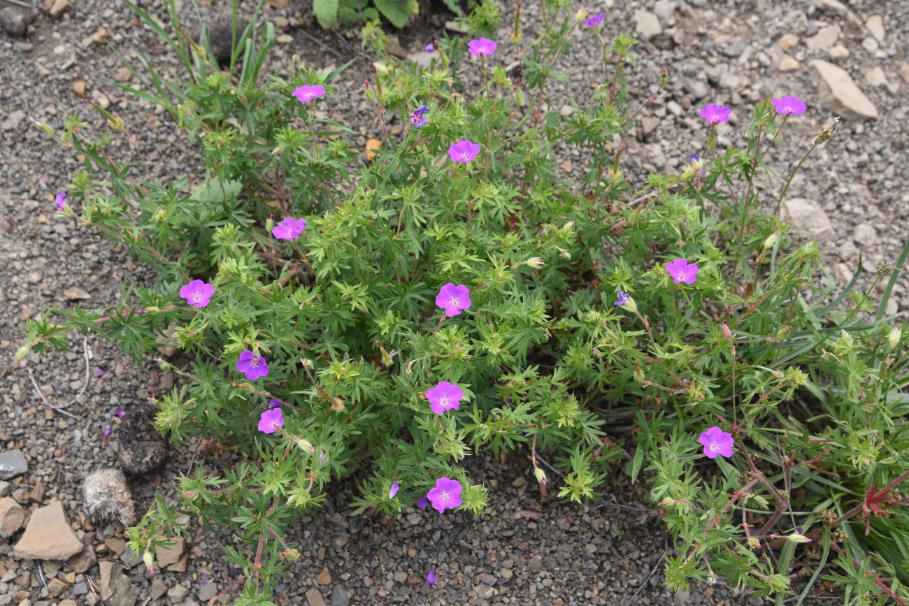 Изображение особи Geranium sanguineum.