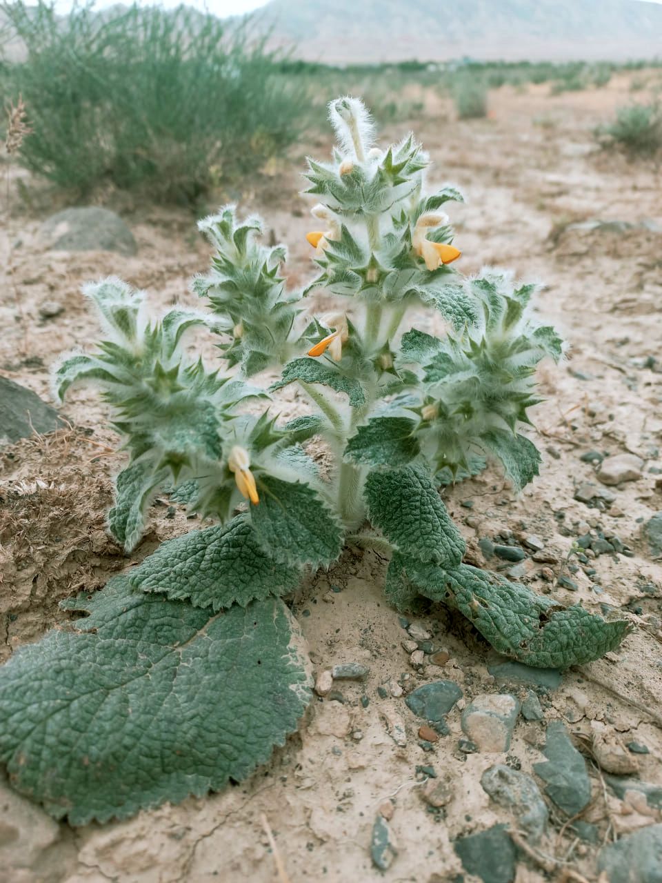 Image of Paraeremostachys sogdiana specimen.