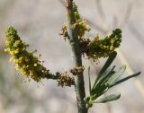 Ochradenus baccatus. Верхушка ветви с соцветиями. Израиль, нижняя часть склона к Мёртвому морю, каменистая пустыня. 21.02.2011.