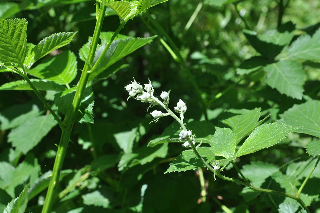 Image of genus Rubus specimen.