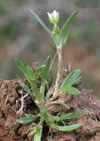 Holosteum glutinosum