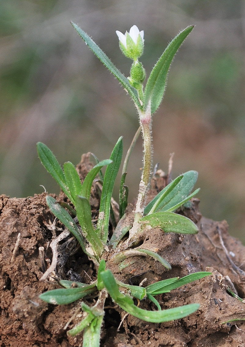 Image of Holosteum glutinosum specimen.