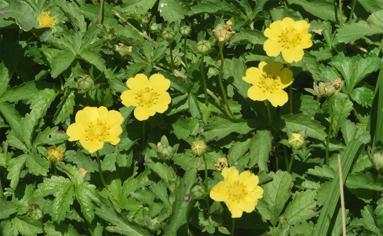 Image of Potentilla reptans specimen.