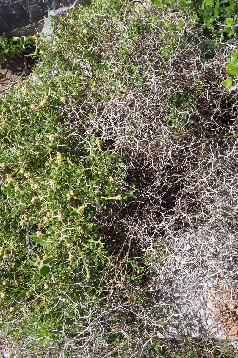 Изображение особи Sarcopoterium spinosum.