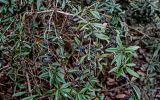 View full-size image Berberis julianae