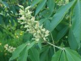 Смотреть изображение Aesculus glabra