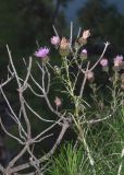 Смотреть изображение Ptilostemon chamaepeuce