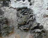 Смотреть изображение Rhizoplaca peltata