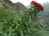 View full-size image Rhodiola linearifolia