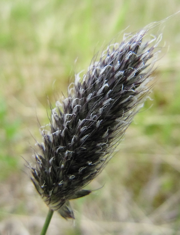 Image of Alopecurus alpinus specimen.