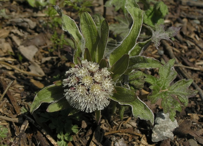 Image of Petasites tatewakianus specimen.