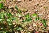 View full-size image Lathyrus miniatus