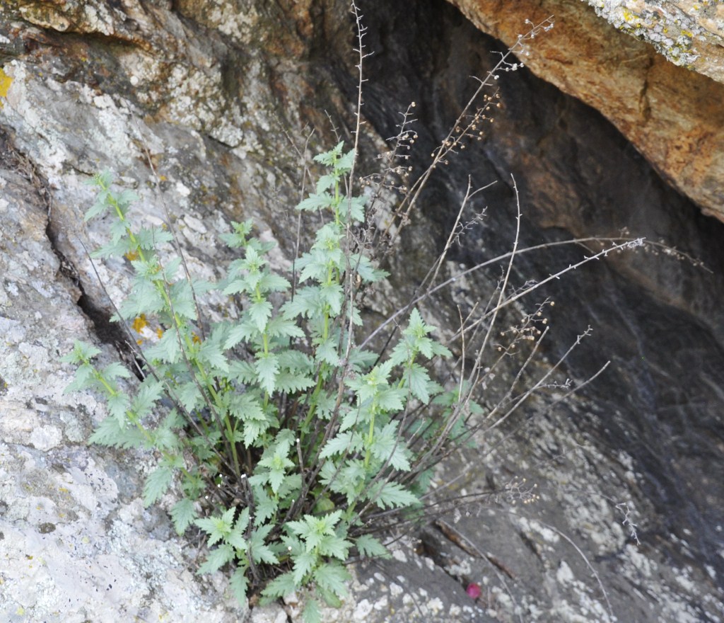 Изображение особи Scrophularia heterophylla.