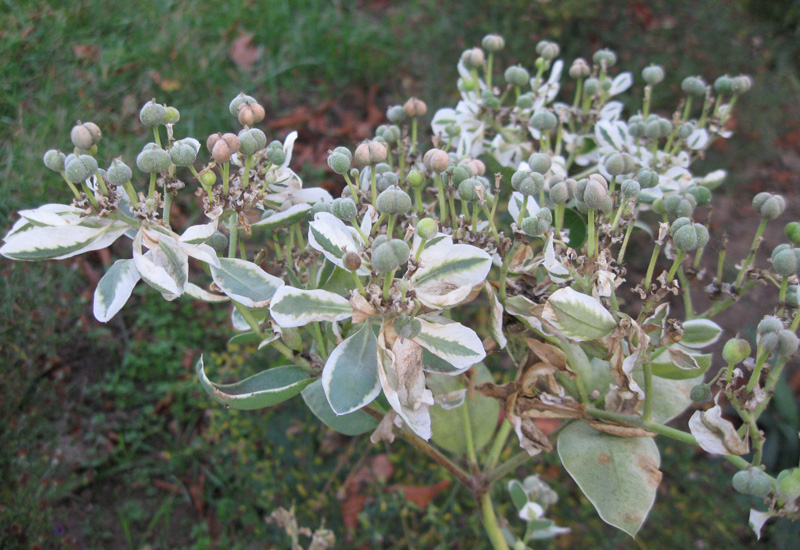 Image of Euphorbia marginata specimen.