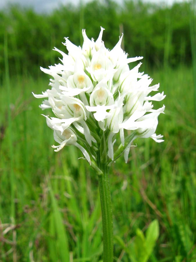 Image of Neotinea tridentata specimen.