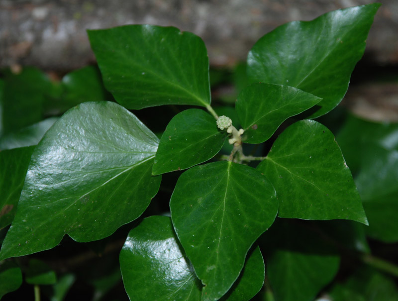 Изображение особи Hedera colchica.