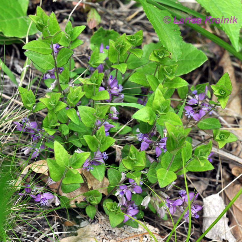 Image of Polygala japonica specimen.