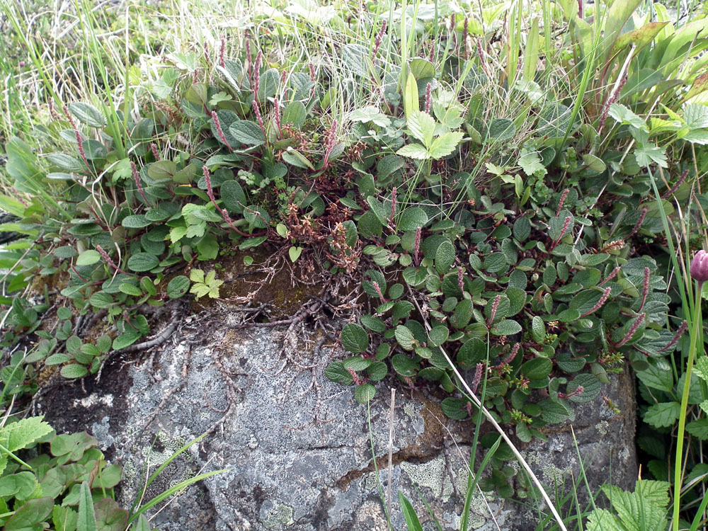 Image of Salix reticulata specimen.