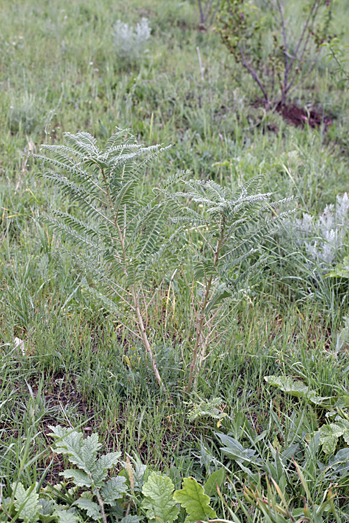 Image of Astragalus retamocarpus specimen.