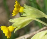 Primula veris