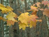 Acer platanoides. Ветвь с листьями в осенней окраске. Москва, Кузьминский лесопарк. 07.10.2005.