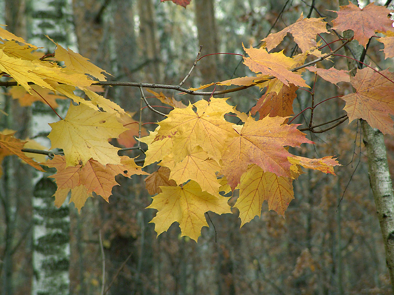 Image of Acer platanoides specimen.